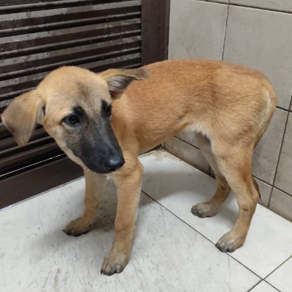 【待認養】混種犬 狗 (女生) - 高雄市燕巢動物保護關愛園區