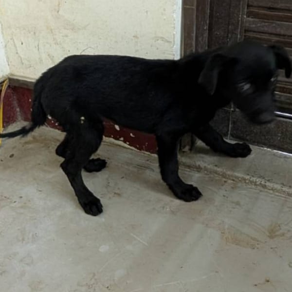 【待認養】混種犬 狗 (女生) - 高雄市燕巢動物保護關愛園區