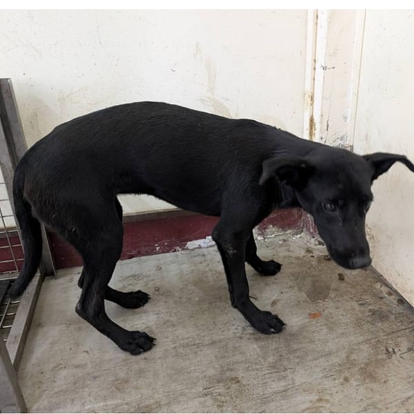 【待認養】混種犬 狗 (女生) - 高雄市燕巢動物保護關愛園區