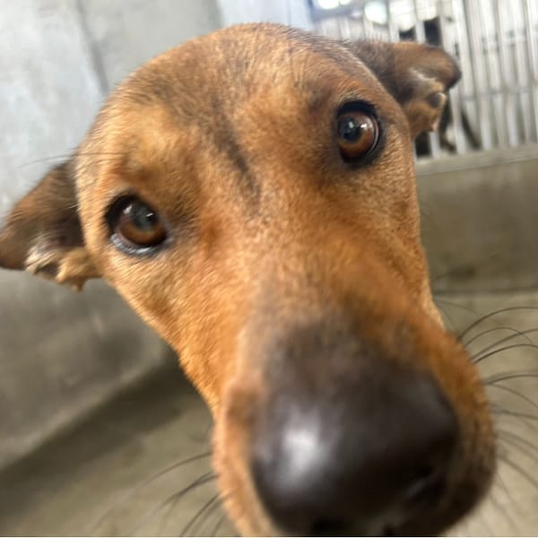 【待認養】混種犬 狗 (男生) - 澎湖縣流浪動物收容中心