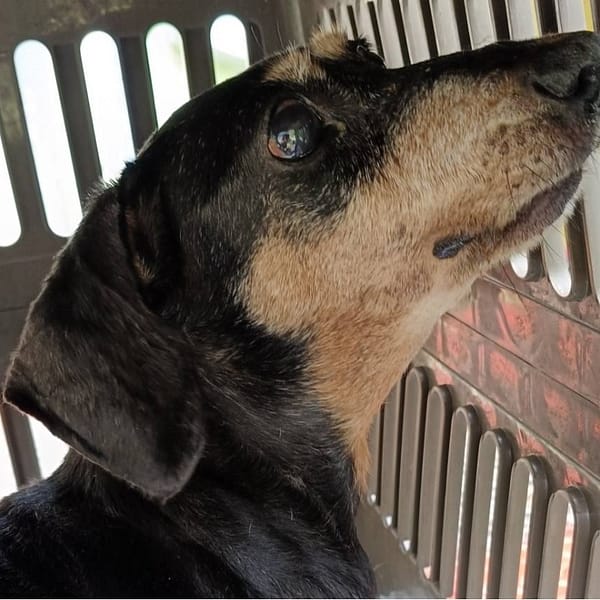 【待認養】臘腸犬 狗 (女生) - 新北市新店區公立動物之家