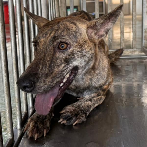 【待認養】混種犬 狗 (女生) - 臺南市動物之家善化站