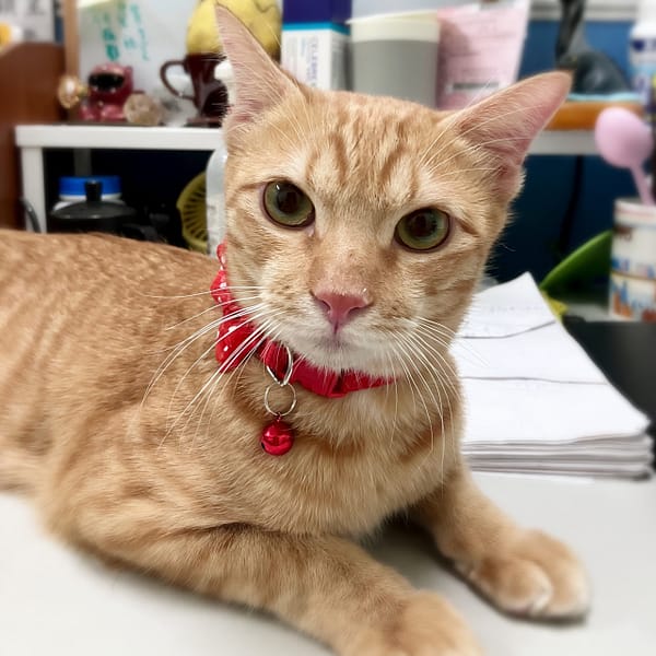 【待認養】混種貓 貓 (男生) - 新北市新店區公立動物之家