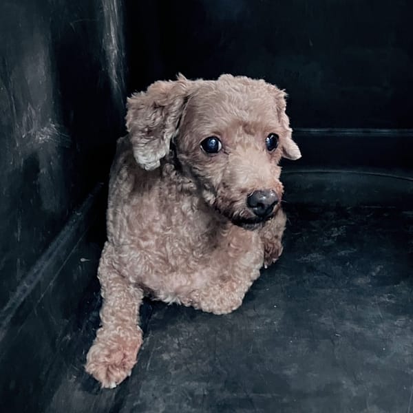 【待認養】混種犬 狗 (女生) - 新北市新店區公立動物之家