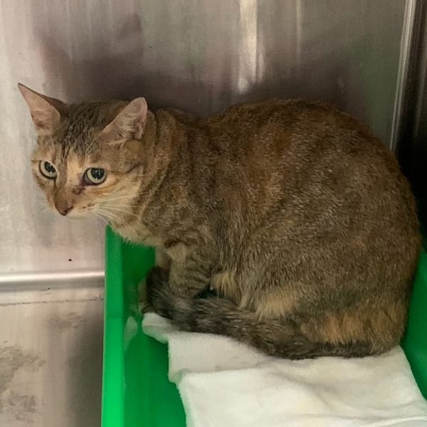 【待認養】混種貓 貓 (女生) - 臺北市動物之家