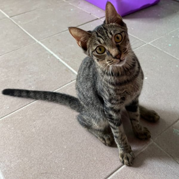 【待認養】混種貓 貓 (男生) - 臺南市動物之家善化站