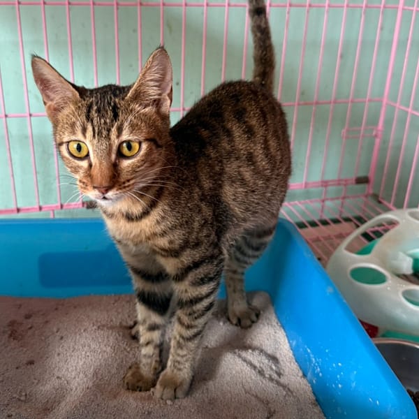 【待認養】混種貓 貓 (女生) - 臺南市動物之家善化站