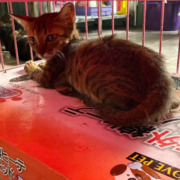 【待認養】混種貓 貓 (女生) - 臺南市動物之家善化站