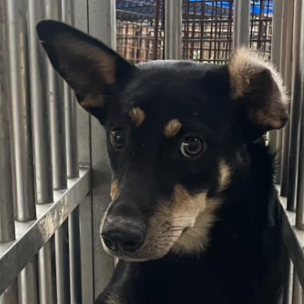 【待認養】混種犬 狗 (女生) - 澎湖縣流浪動物收容中心