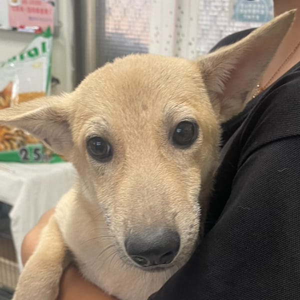 【待認養】混種犬 狗 (女生) - 澎湖縣流浪動物收容中心