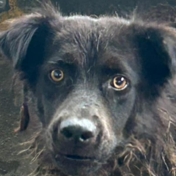 【待認養】混種犬 狗 (男生) - 澎湖縣流浪動物收容中心