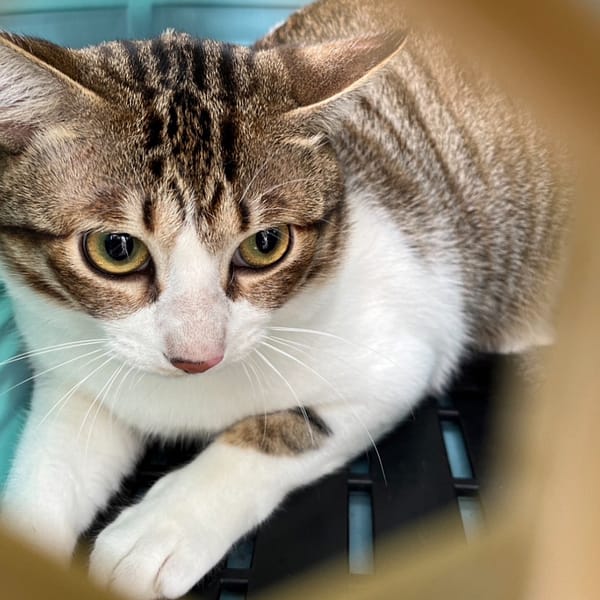 【待認養】混種貓 貓 (女生) - 新北市新店區公立動物之家