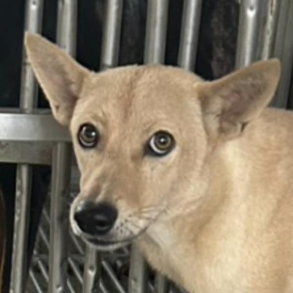 【待認養】混種犬 狗 (女生) - 澎湖縣流浪動物收容中心