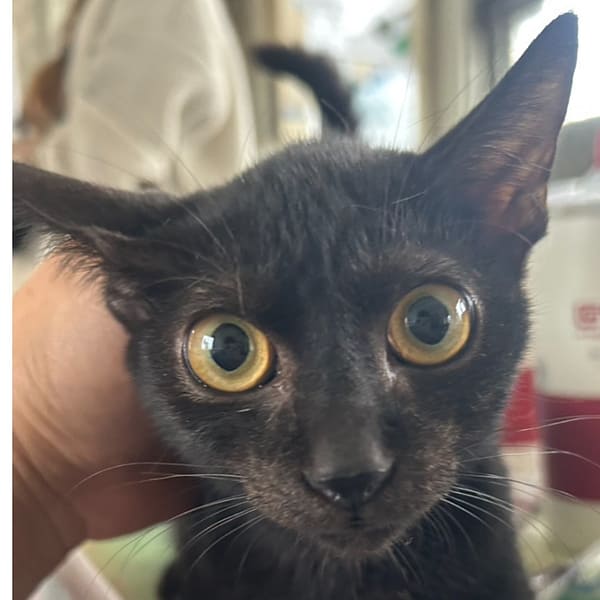 【待認養】混種貓 貓 (女生) - 澎湖縣流浪動物收容中心