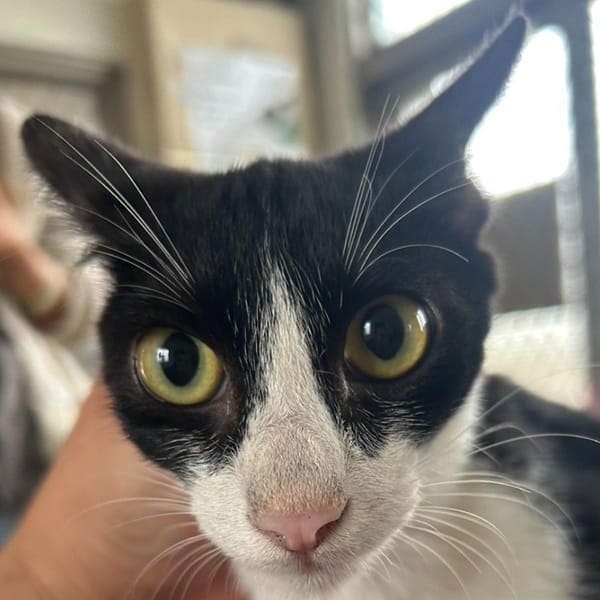 【待認養】混種貓 貓 (男生) - 澎湖縣流浪動物收容中心