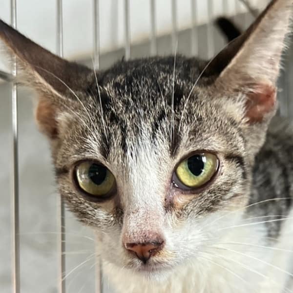 【待認養】混種貓 貓 (女生) - 澎湖縣流浪動物收容中心