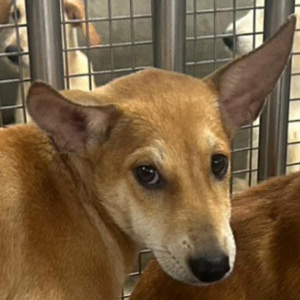 【待認養】混種犬 狗 (女生) - 澎湖縣流浪動物收容中心