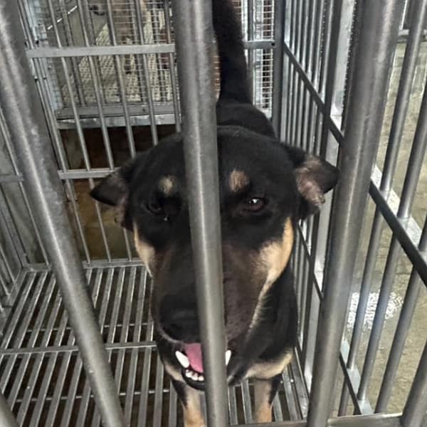 【待認養】混種犬 狗 (男生) - 澎湖縣流浪動物收容中心