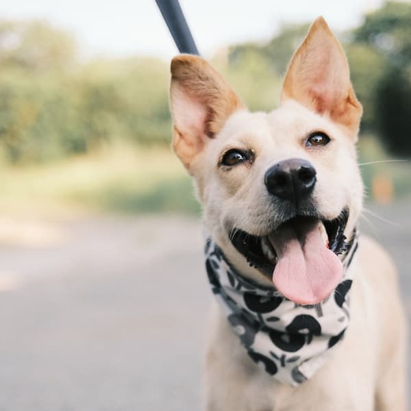 【待認養】混種犬 狗 (女生) - 彰化縣流浪狗中途之家