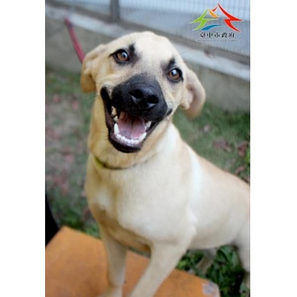【待認養】混種犬 狗 (女生) - 臺中市動物之家后里園區