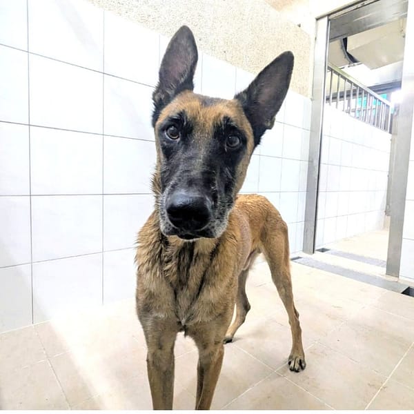 【待認養】比利時狼犬 狗 (男生) - 新竹縣動物保護教育園區