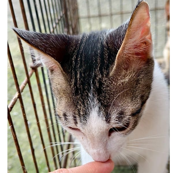 【待認養】混種貓 貓 (男生) - 新北市三芝區公立動物之家