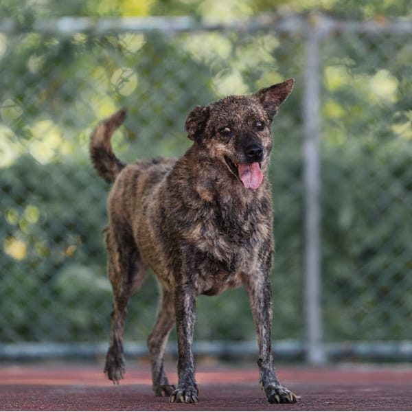 【待認養】混種犬 狗 (女生) - 新北市板橋區公立動物之家