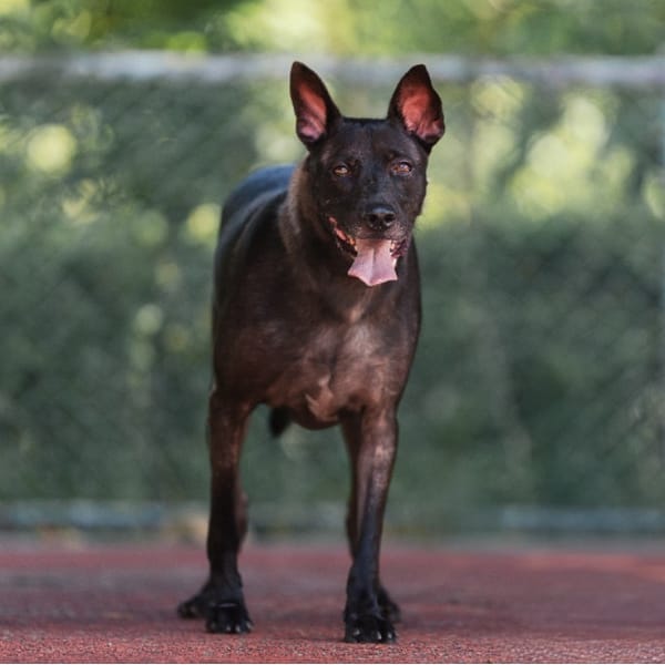 【待認養】混種犬 狗 (男生) - 新北市板橋區公立動物之家