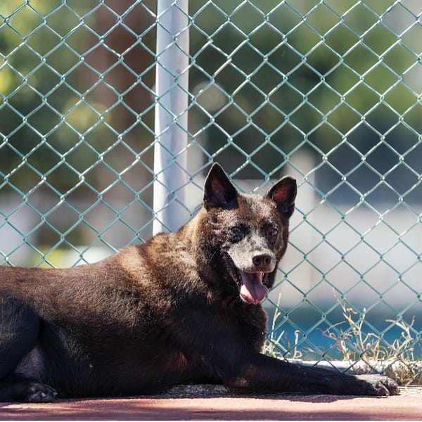 【待認養】混種犬 狗 (男生) - 新北市板橋區公立動物之家