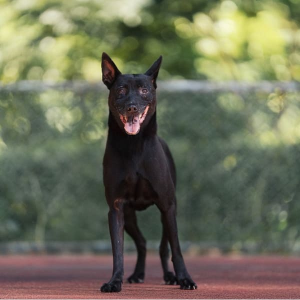 【待認養】混種犬 狗 (女生) - 新北市板橋區公立動物之家