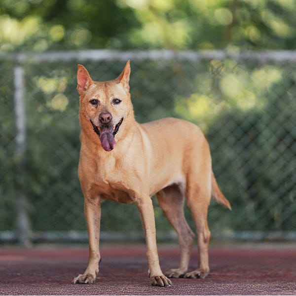 【待認養】混種犬 狗 (女生) - 新北市板橋區公立動物之家