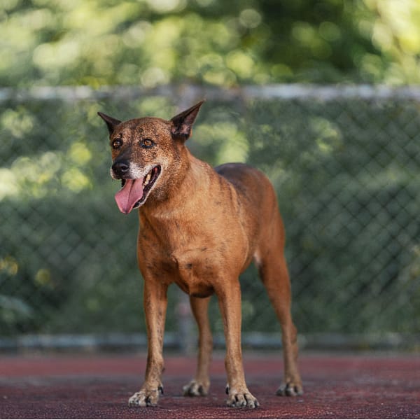 【待認養】混種犬 狗 (女生) - 新北市板橋區公立動物之家
