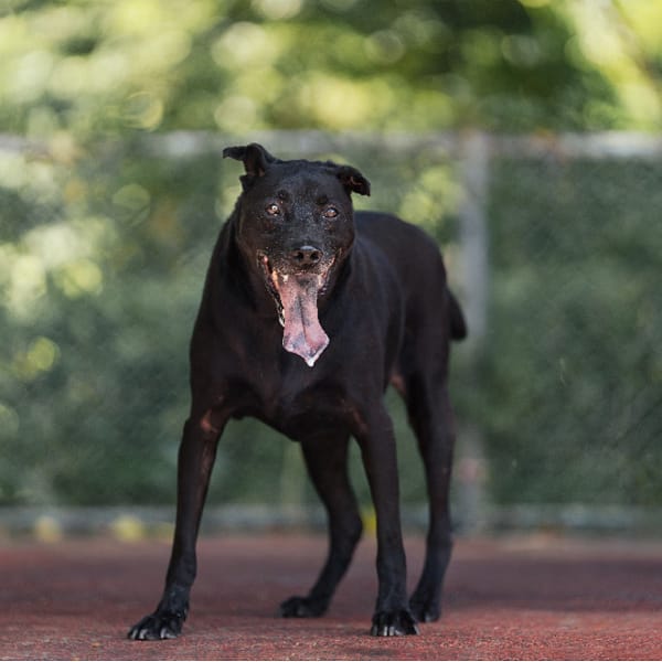【待認養】混種犬 狗 (男生) - 新北市板橋區公立動物之家