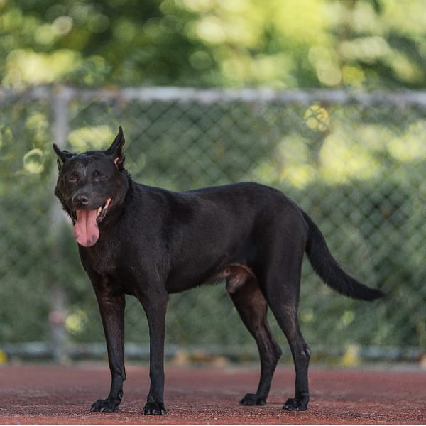 【待認養】台灣犬 狗 (男生) - 新北市板橋區公立動物之家