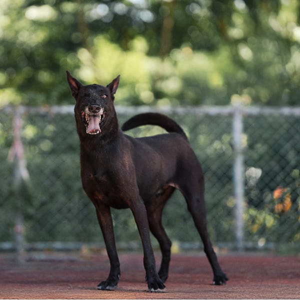 【待認養】混種犬 狗 (男生) - 新北市板橋區公立動物之家