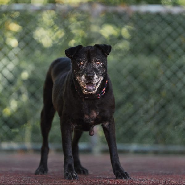 【待認養】混種犬 狗 (男生) - 新北市板橋區公立動物之家