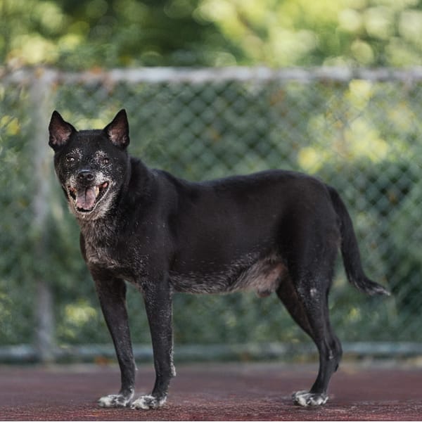 【待認養】混種犬 狗 (男生) - 新北市板橋區公立動物之家