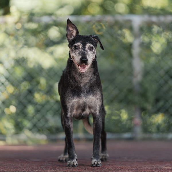 【待認養】混種犬 狗 (女生) - 新北市板橋區公立動物之家