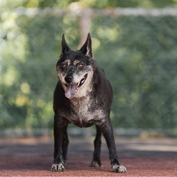 【待認養】混種犬 狗 (女生) - 新北市板橋區公立動物之家