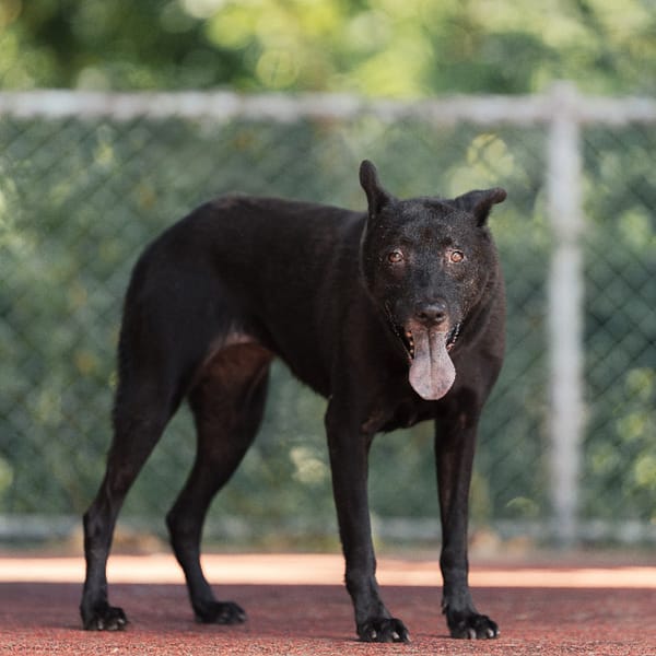 【待認養】混種犬 狗 (女生) - 新北市板橋區公立動物之家