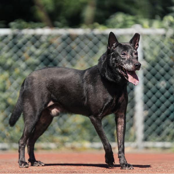 【待認養】混種犬 狗 (男生) - 新北市板橋區公立動物之家