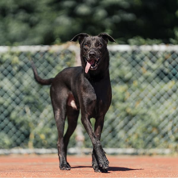 【待認養】混種犬 狗 (男生) - 新北市板橋區公立動物之家