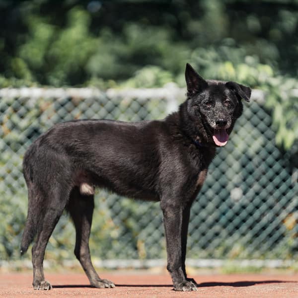 【待認養】混種犬 狗 (男生) - 新北市板橋區公立動物之家