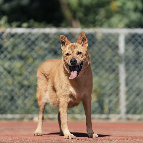 【待認養】混種犬 狗 (男生) - 新北市板橋區公立動物之家