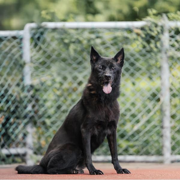 【待認養】混種犬 狗 (女生) - 新北市板橋區公立動物之家