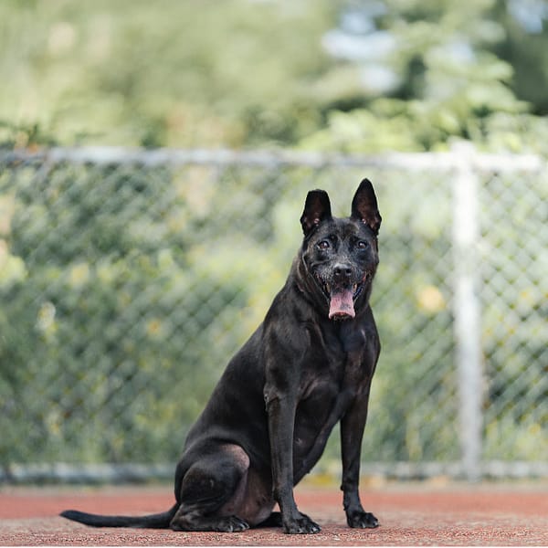 【待認養】混種犬 狗 (女生) - 新北市板橋區公立動物之家