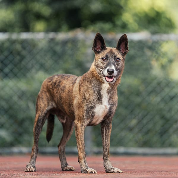 【待認養】混種犬 狗 (男生) - 新北市板橋區公立動物之家