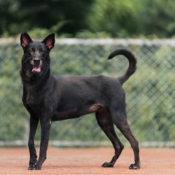 【待認養】混種犬 狗 (女生) - 新北市板橋區公立動物之家