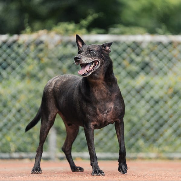 【待認養】混種犬 狗 (男生) - 新北市板橋區公立動物之家