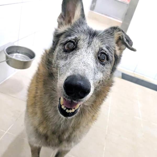 【待認養】其他 狗 (女生) - 新竹縣動物保護教育園區